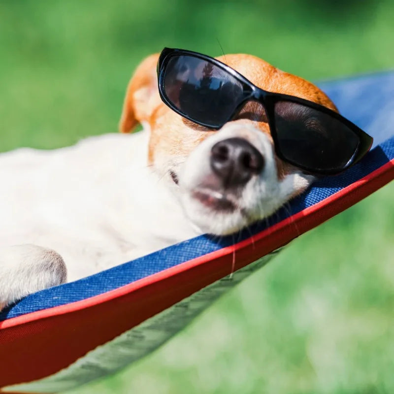 Foldable, Portable Hammock with Stand